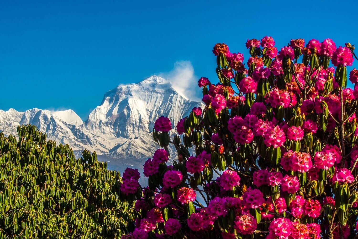 Beautiful Dhaulagiri Mountain in the Backdrop and Rhododendron Flowers