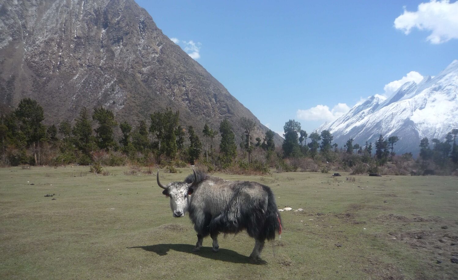 Domestic Yaks on the Way to Manaslu Base Camp