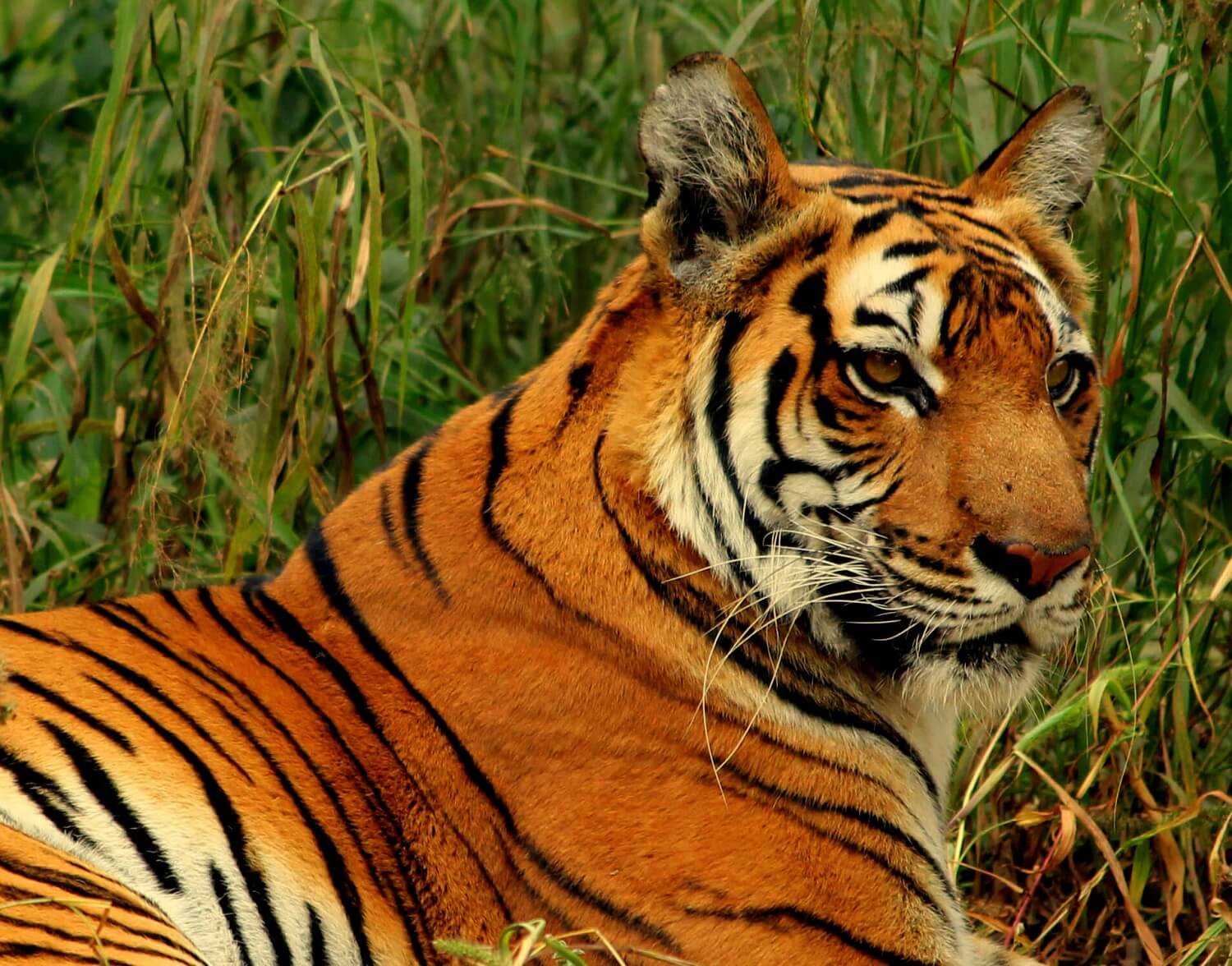 10 Things Nepali People are proud of | BookTain